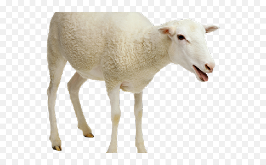 Download Sheep Png Transparent Images - Transparent Background Sheep Png,Sheep Png