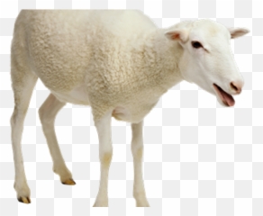 Download Sheep Png Transparent Images - Background