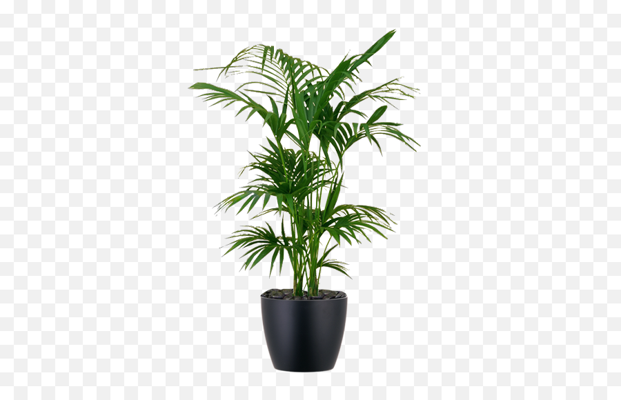 Download Hd Low - Light Interior Palm Plant Kentia Kentia Indoor Transparent Background Plants Png,Palm Png