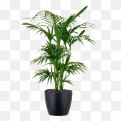Download Hd Low - Light Interior Palm Plant Kentia Kentia Indoor Transparent Background Plants Png,Palm Png
