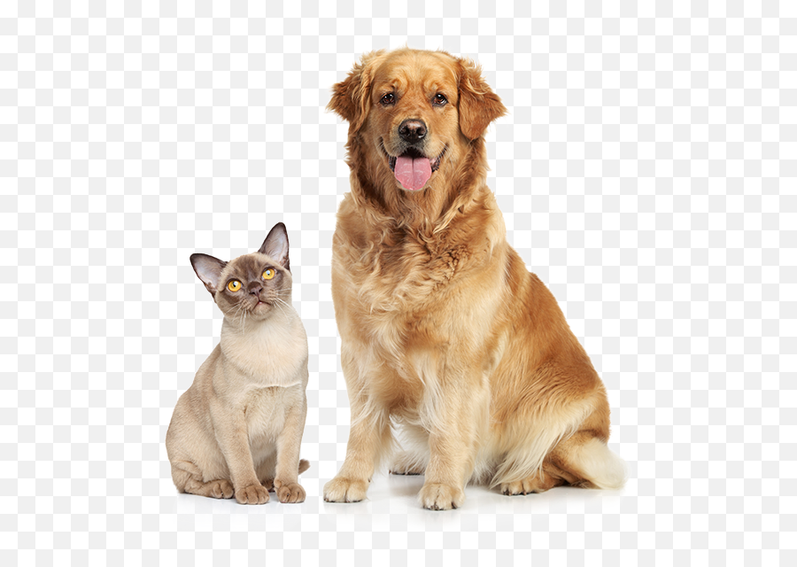 Dogs Cats Transparent Png Clipart - April National Pet Month,Dog And Cat Png
