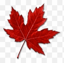 Maple Leaf Clipart Transparent Png - Stickpng Transparent Background Maple Leaf Png,Leaves Clipart Png