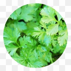 Cilantro Grierfield Farms - Cilantro Mexico Png,Cilantro Png