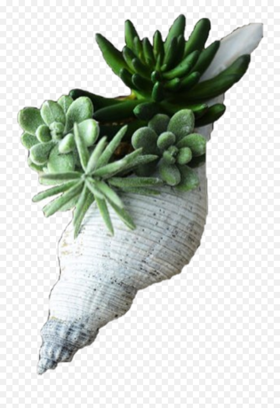 Plant Flower Green Filler Png Pngs Seashell - Succulent In A Shell,Plant Pngs