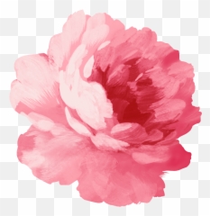 Pink Flower Png Peonies