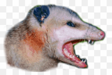 null Transparent PNG