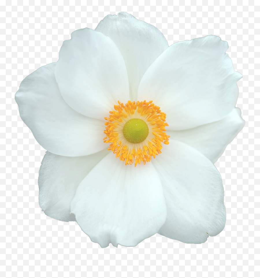 White Flower - 1 Free Stock Photo Public Domain Pictures Fundo Flor Branca Png,White Flower Transparent