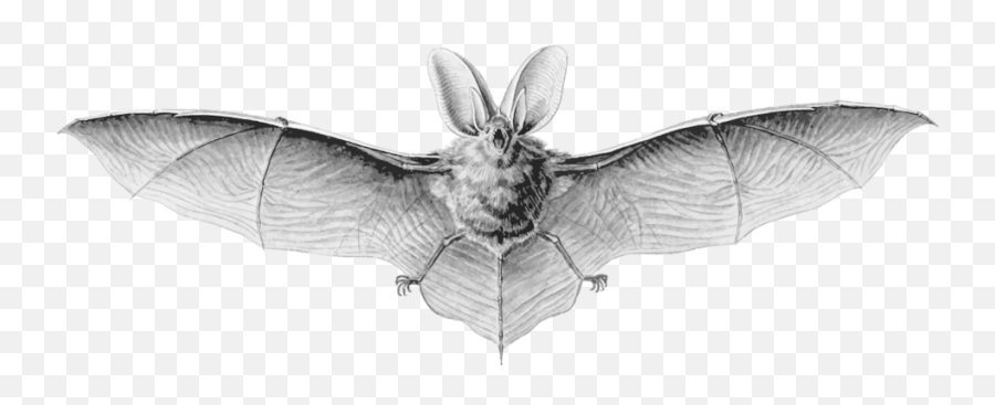 Bat Flight Photo Background Transparent Png Images And Svg - Vampire Bat Scientific Drawing,Bats Transparent