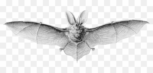 Bat Flight Photo Background Transparent Png Images And Svg - Vampire Scientific Drawing