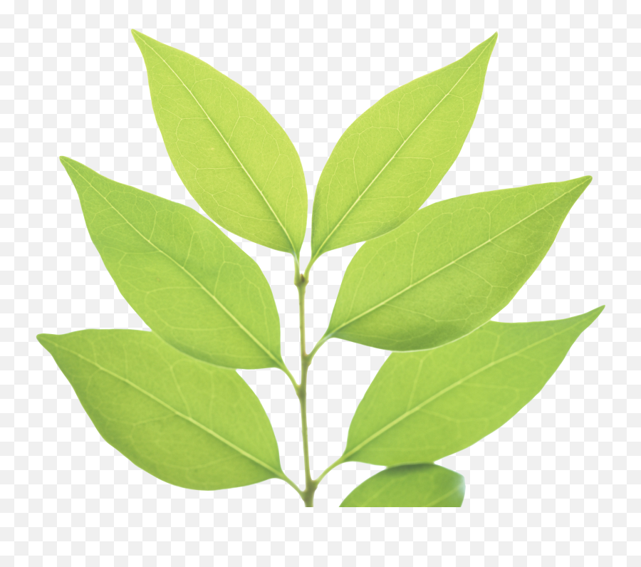 Green Leaves Transparent Png File - Leaf Png With Transparent Background,Leaf Transparent Background