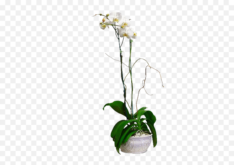 Download Orchids U0026 Curly Willow - Moth Orchid Png Image With Flowerpot,Orchid Png