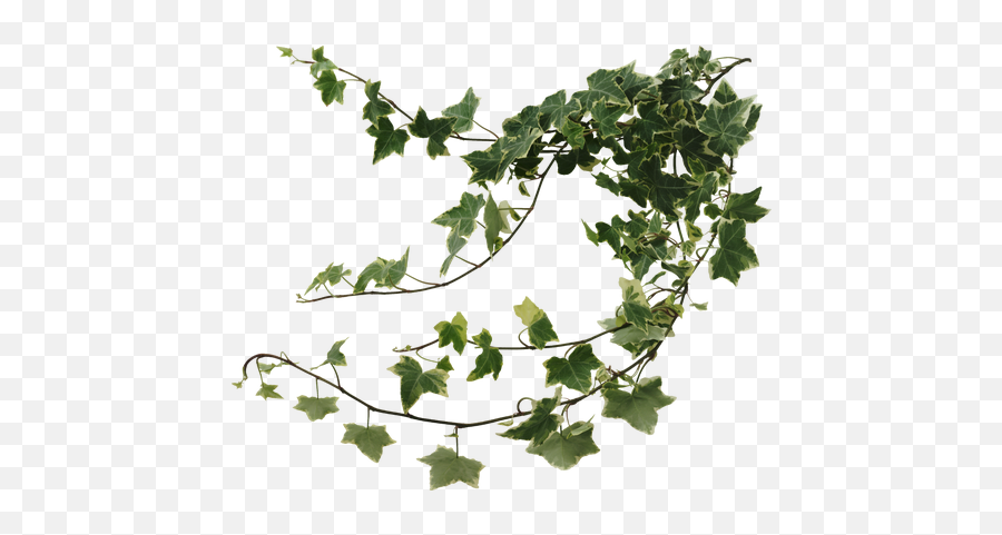 On Gardening Andover Garden Club - Vine Ivy Png,Hanging Vines Png