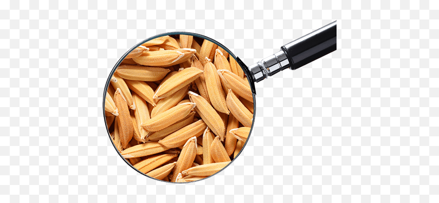 Home - Seed Testing In India Png,Arroz Png