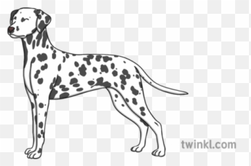 Dalmatian Illustration - Dalmata Illustration Png,Dalmatian Png