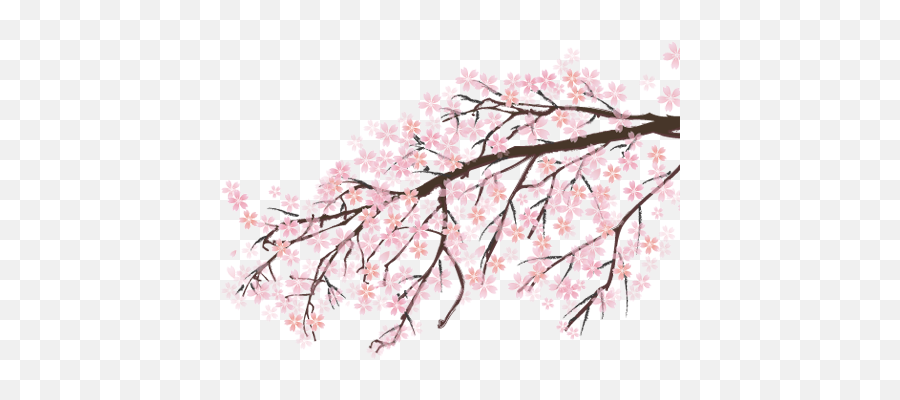 Japan Sakura Png 1 Image - Cherry Blossom Png Transparent,Sakura Png