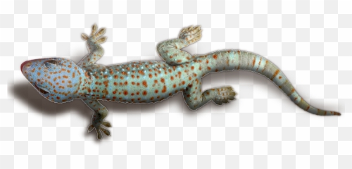 Geckos Transparent Png Mart - Images Background