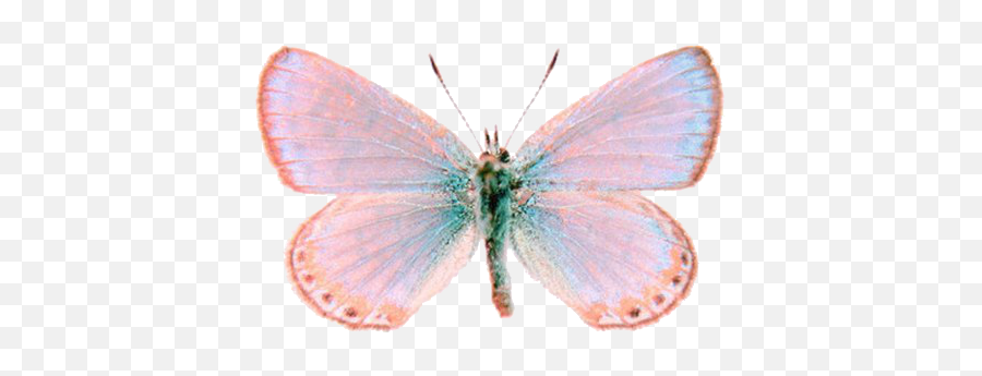 Image About Tumblr In Transparent - Transparent Tumblr Butterfly Png,Butterfly Transparent