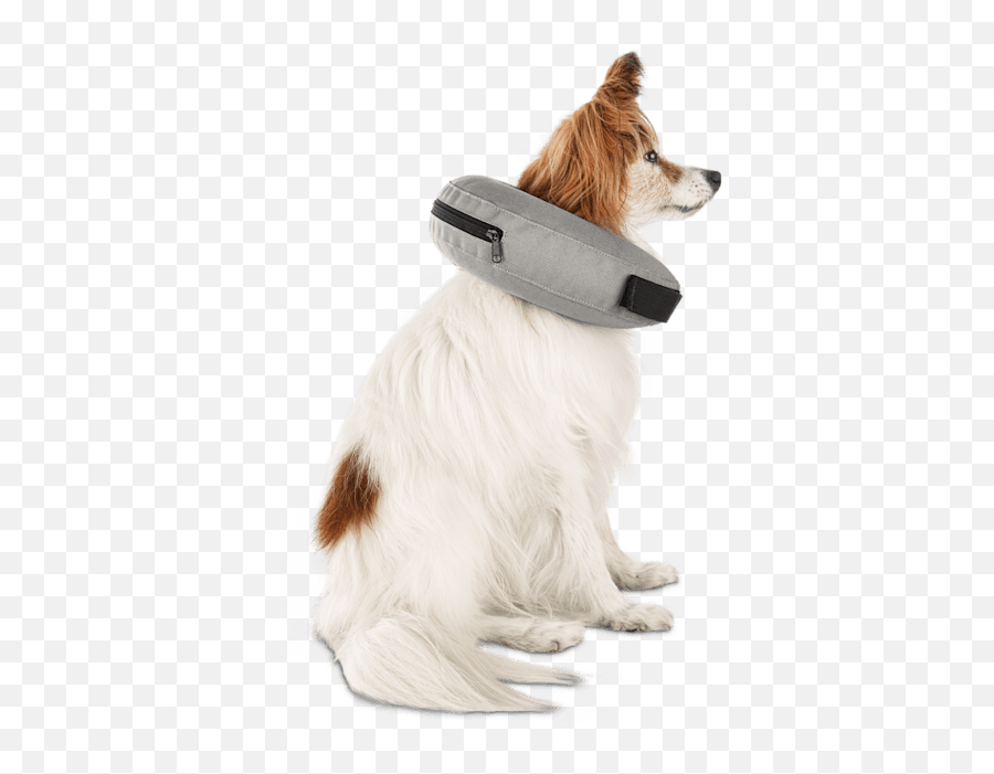 Well Good Inflatable Collar For Dogs - Well And Good Inflatable Collar Xs Png,Platinum Cats Vs Dogs Icon