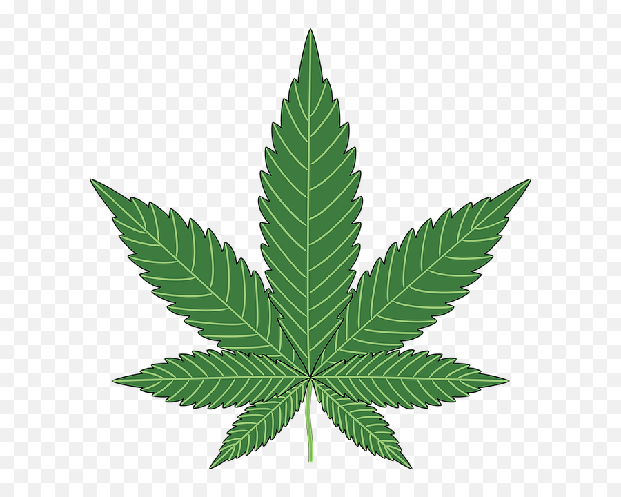 Free Photo Weed Symbol Drug Leaf Marijuana Icon Cannabis - Cannabis Png,Thc Free Icon