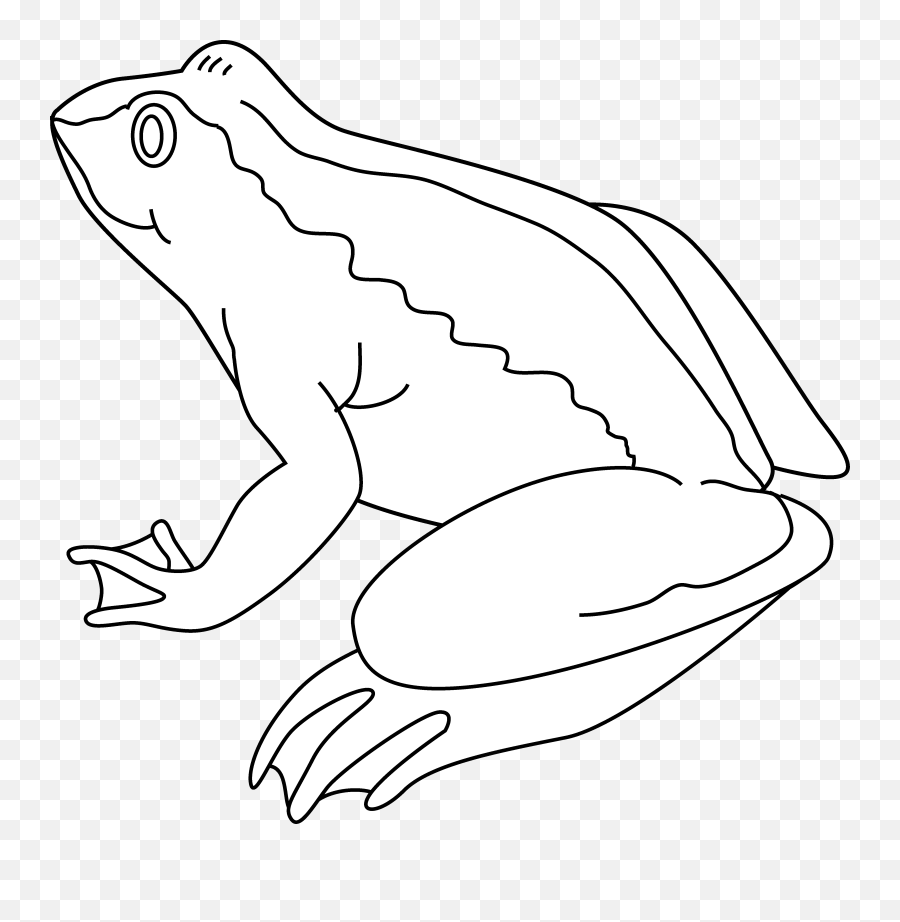 Frog Black And White Clipart 4 - Frog Black And White Png,Transparent Frog