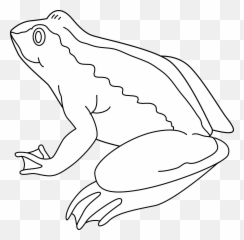 Frog Black And White Clipart 4 - Black And White png