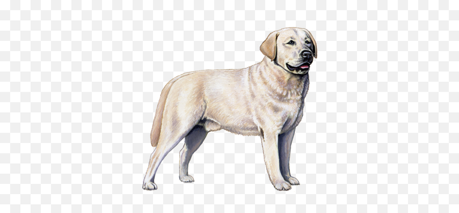 Labrador Retriever Facts - Labrador Pedigree Dog Png,Yellow Lab Icon Png