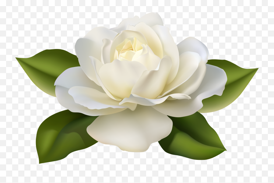 Library Of White Rose Png Image Royalty Free Download - White Roses Png,Black Rose Png