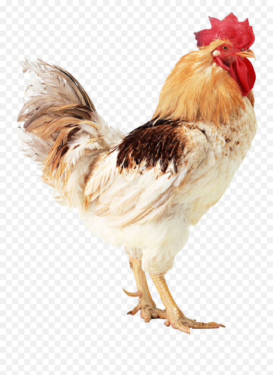 Chicken Hd Png Transparent Hdpng Images Pluspng - Murga Png,Chicken  Transparent - free transparent png images 