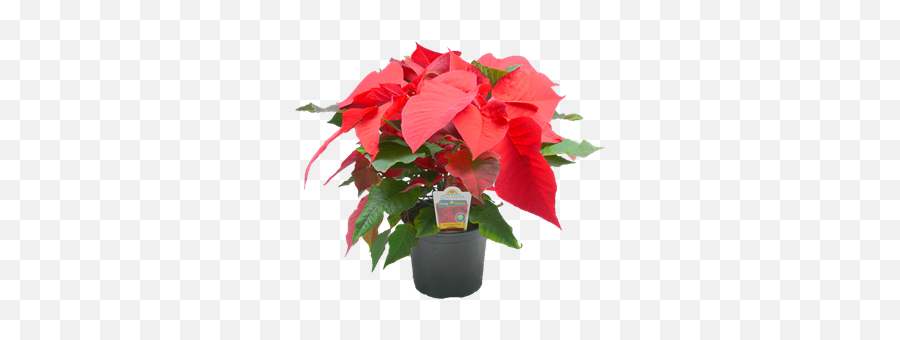 150mm Poinsettia - Euphorbia Pulcherrima Png,Poinsettia Png