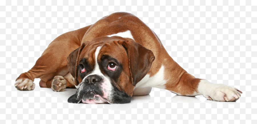 Boxer Miniature Schnauzer Shetland - Get Well Soon Boxer Dog Transparent Background Boxer Dog Png,Dog Png