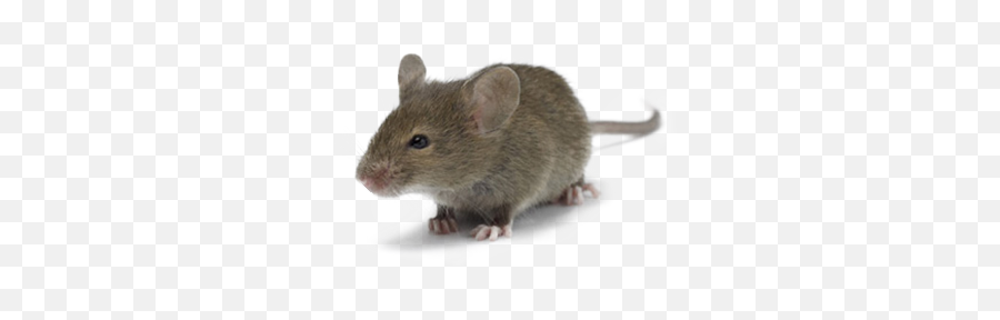 Mice Png 5 Image - Mice Mouse,Mice Png