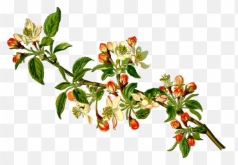Free Icons Png Design Of Apple Tree - Flor Arbol Manzana