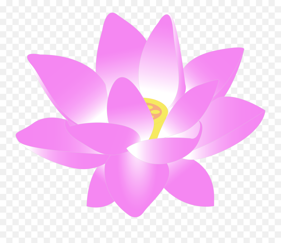 Flower Water Lily - Pink Clipart Lotus Flower Png,Lily Flower Png