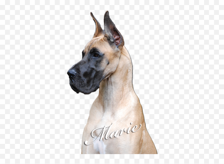 Fawn Great Dane - Great Dane Head Png,Great Dane Png