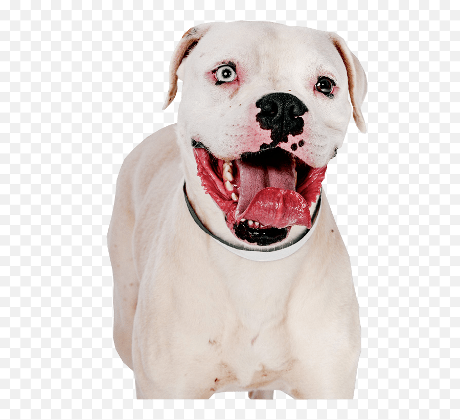 Download Pit Bull Terrier Png Image - Pit Bull,Pitbull Png