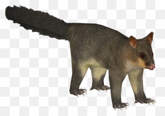 Download Common Brushtail Possum - Common Brushtail Possum Png,Possum Transparent