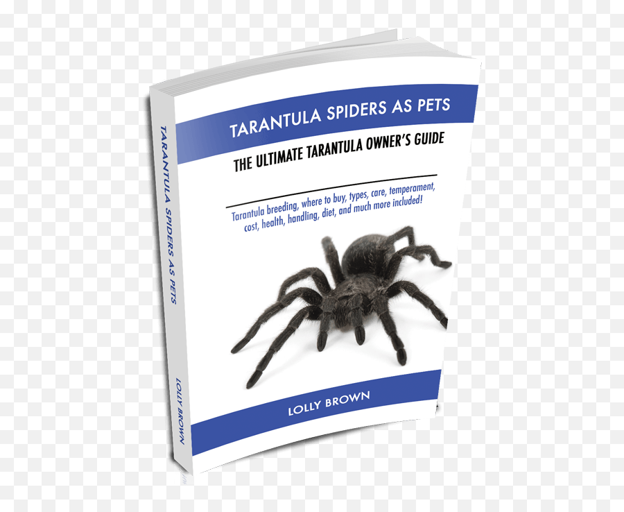 Chapters Tarantula Spiders - Tarantula Spiders As Tarantula Where To And Much More The Png,Tarantula Png