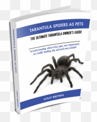 Chapters Tarantula Spiders - Tarantula Spiders As Tarantula Where To And Much More The Png,Tarantula Png