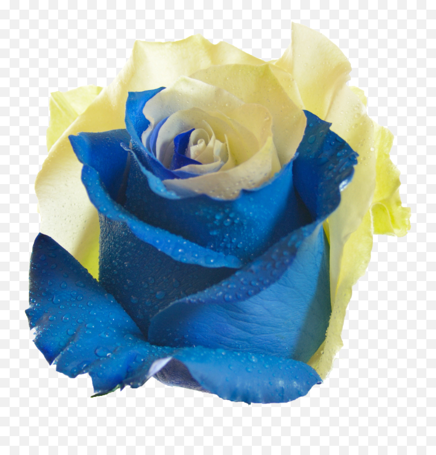 Download Hd 10 Sky - Blue And Yellow Rose Flower Png Yellow And Sky Rose,Yellow Rose Png