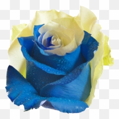 Download Hd 10 Sky - Blue And Yellow Rose Flower Png Yellow And Sky Rose,Yellow Rose Png