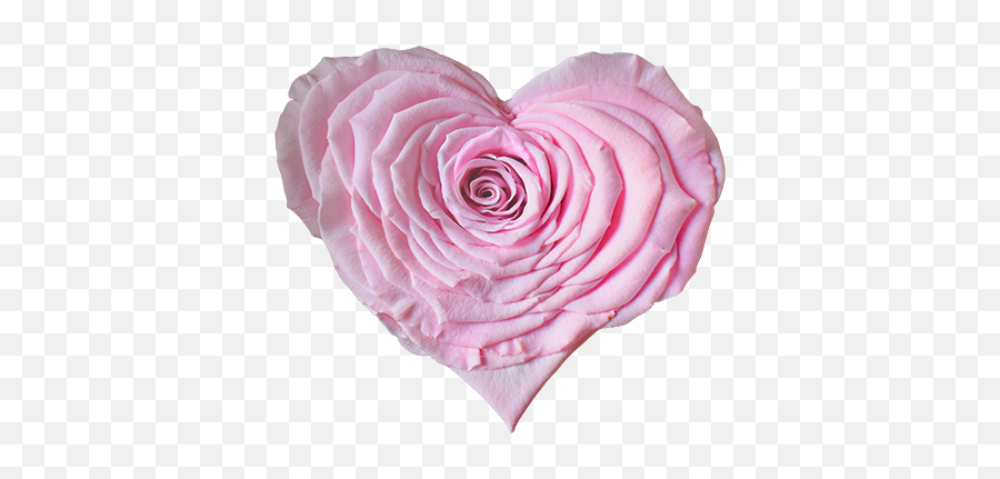 Longlife Rose Heart Light Pink - Garden Roses Png,Light Pink Heart Png