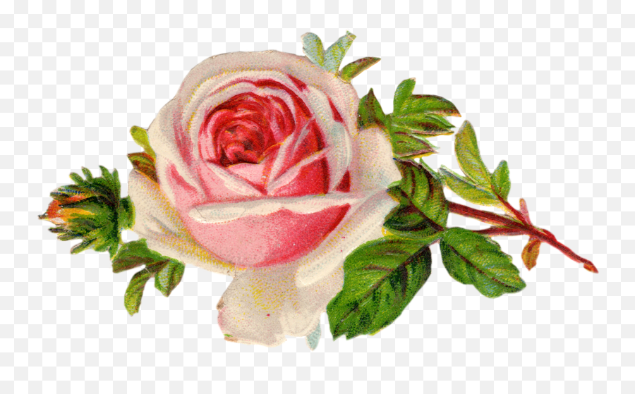 Rose Free Clipart Png Single