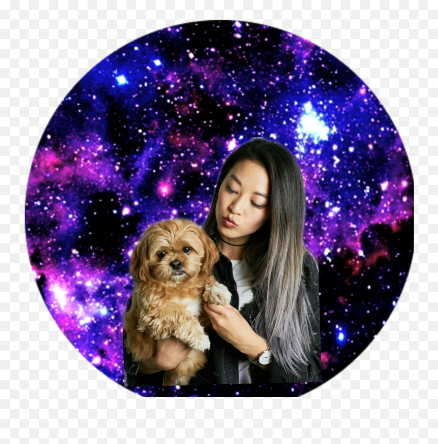 Ardencho Sticker - Cavachon Png,Arden Cho Png