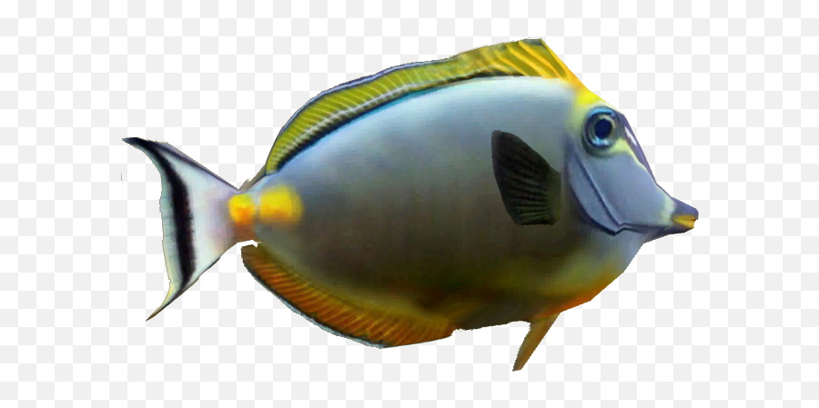 Download Naso Tang - Coral Reef Fish Png Image With No Reef Coral Fish Png,Coral Transparent