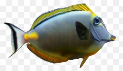 Download Naso Tang - Coral Reef Fish PNG Image with No Png