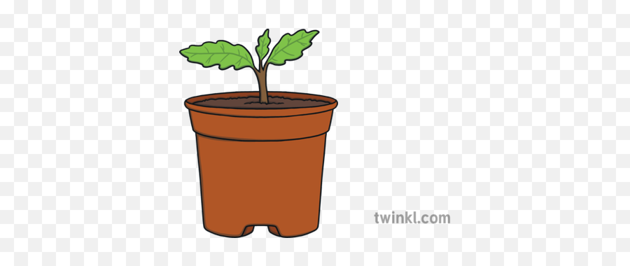 Oak Seedling Tree Plant Nature Ks1 Illustration - Twinkl Flowerpot Png,Seedling Png