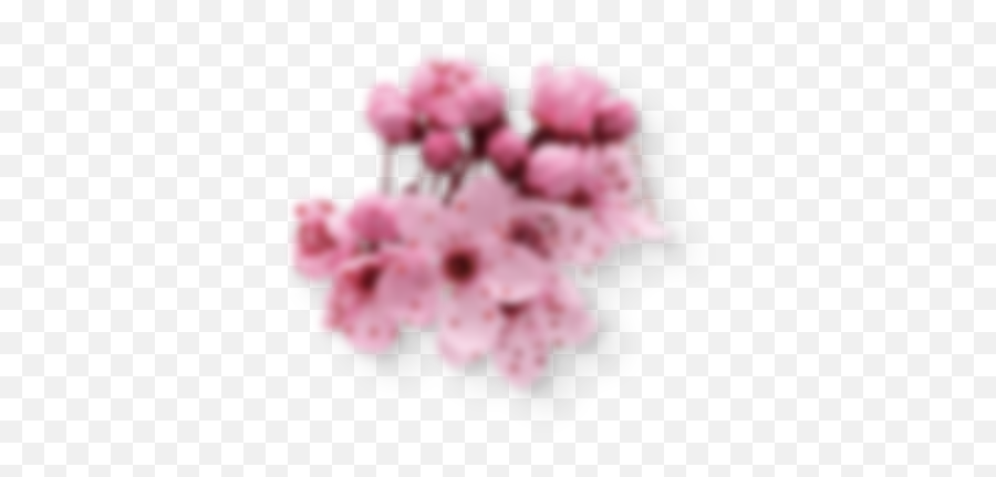 Left - Cherry Blossom Png,Sakura Png