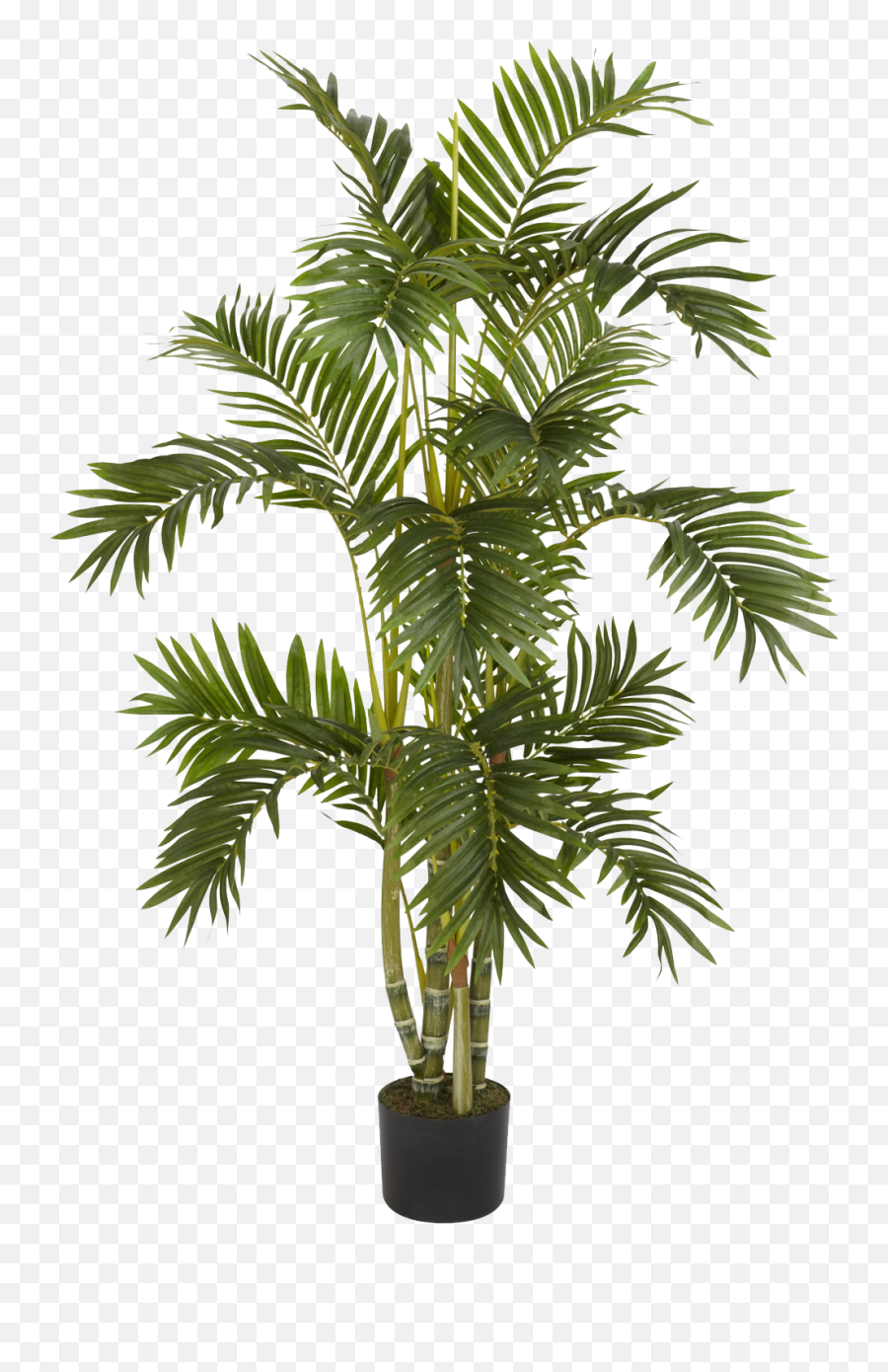 Download Plants Png - Palm Plant Png Transparent,Tree Elevation Png