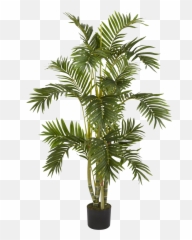 Download Plants Png - Palm Plant Png Transparent,Tree Elevation Png