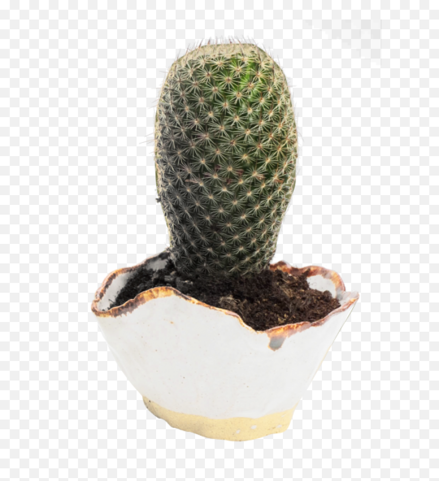 Download Cactus Png Image For Free - Cactus Pngpix,Cacti Png